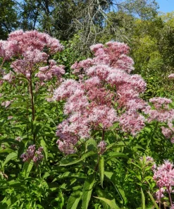 50 Pink Joe Pye Weed Flower Seeds - Eupatorium Maculatum - Image 8