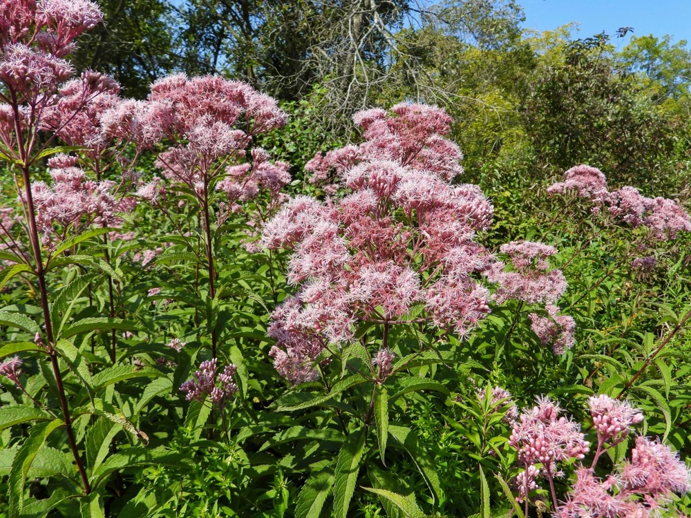 50 Pink Joe Pye Weed Flower Seeds - Eupatorium Maculatum - Image 8