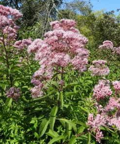 50 Pink Joe Pye Weed Flower Seeds - Eupatorium Maculatum - Image 9