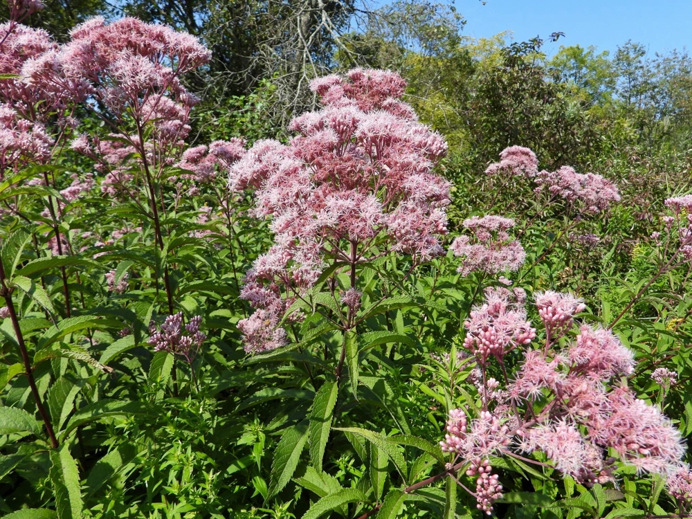 50 Pink Joe Pye Weed Flower Seeds - Eupatorium Maculatum - Image 9