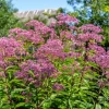 50 Pink Joe Pye Weed Flower Seeds - Eupatorium Maculatum - Image 1
