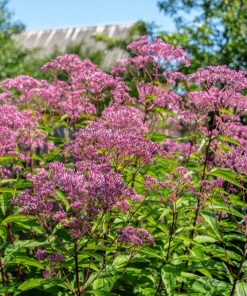 50 Pink Joe Pye Weed Flower Seeds - Eupatorium Maculatum - Image 1