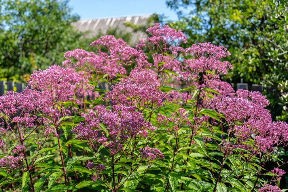 50 Pink Joe Pye Weed Flower Seeds - Eupatorium Maculatum - Image 1