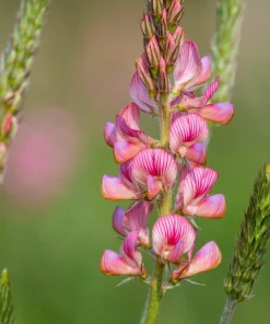 50 Pink Sainfoin Seeds - Onobrychis Viciifolia Holy Clover Legume Ground Cover - Image 2