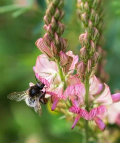 50 Pink Sainfoin Seeds - Onobrychis Viciifolia Holy Clover Legume Ground Cover - Image 3