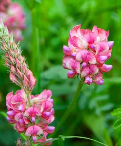 50 Pink Sainfoin Seeds - Onobrychis Viciifolia Holy Clover Legume Ground Cover - Image 4