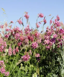 50 Pink Sainfoin Seeds - Onobrychis Viciifolia Holy Clover Legume Ground Cover - Image 5
