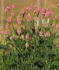 50 Pink Sainfoin Seeds - Onobrychis Viciifolia Holy Clover Legume Ground Cover - Image 6