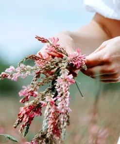 50 Pink Sainfoin Seeds - Onobrychis Viciifolia Holy Clover Legume Ground Cover - Image 7