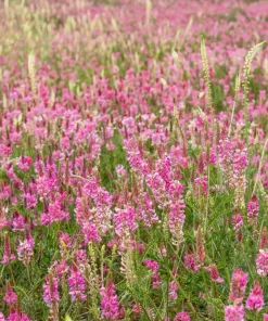 50 Pink Sainfoin Seeds - Onobrychis Viciifolia Holy Clover Legume Ground Cover - Image 8
