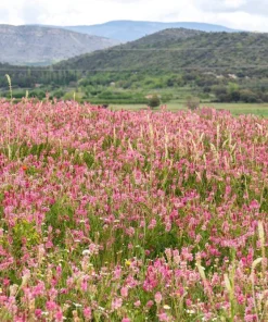 50 Pink Sainfoin Seeds - Onobrychis Viciifolia Holy Clover Legume Ground Cover - Image 9