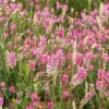 50 Pink Sainfoin Seeds - Onobrychis Viciifolia Holy Clover Legume Ground Cover - Image 1