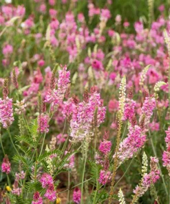50 Pink Sainfoin Seeds - Onobrychis Viciifolia Holy Clover Legume Ground Cover - Image 1