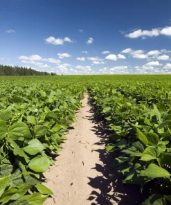 50 Pinto Bean Seeds - Phaseolus Vulgaris Vegetable Seeds for Planting - Image 2