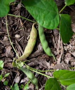 50 Pinto Bean Seeds - Phaseolus Vulgaris Vegetable Seeds for Planting - Image 3