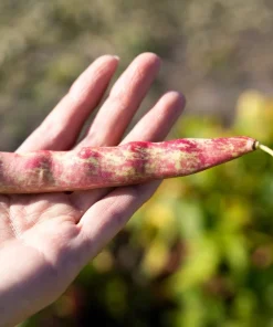 50 Pinto Bean Seeds - Phaseolus Vulgaris Vegetable Seeds for Planting - Image 4