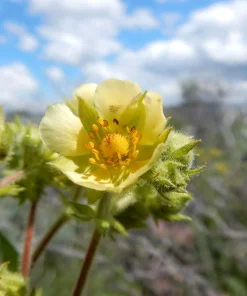 50 Prairie Cinquefoil Seeds - Tall Potentilla Arguta White Yellow Native Flower - Image 2