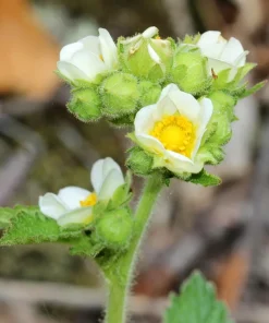 50 Prairie Cinquefoil Seeds - Tall Potentilla Arguta White Yellow Native Flower - Image 3