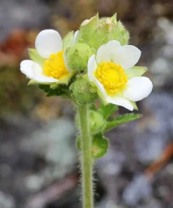 50 Prairie Cinquefoil Seeds - Tall Potentilla Arguta White Yellow Native Flower - Image 4