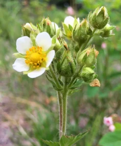 50 Prairie Cinquefoil Seeds - Tall Potentilla Arguta White Yellow Native Flower - Image 5
