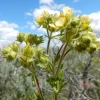 50 Prairie Cinquefoil Seeds - Tall Potentilla Arguta White Yellow Native Flower - Image 1