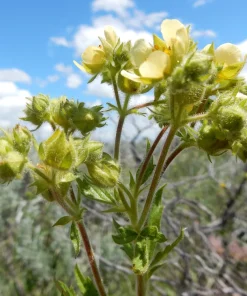 50 Prairie Cinquefoil Seeds - Tall Potentilla Arguta White Yellow Native Flower - Image 1
