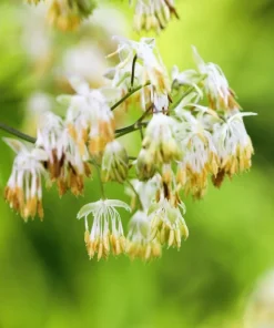 50 Purple Meadow Rue Thalictrum Dasycarpum Herb Flower Seeds - Image 2
