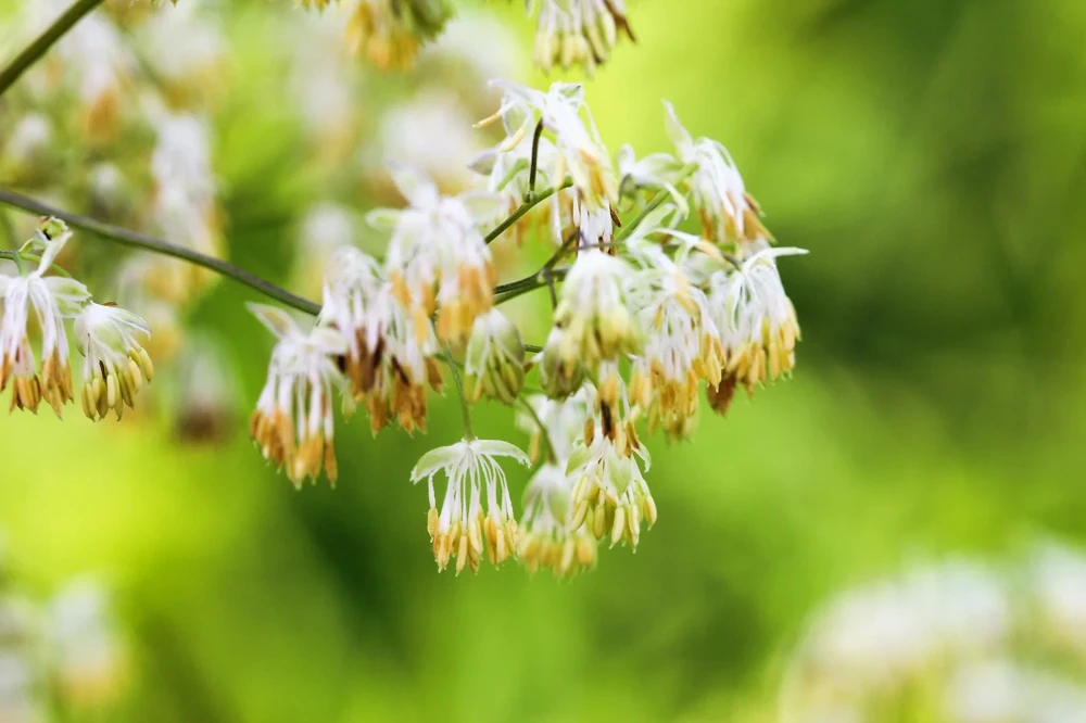 50 Purple Meadow Rue Thalictrum Dasycarpum Herb Flower Seeds - Image 2