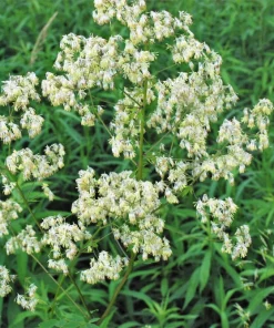 50 Purple Meadow Rue Thalictrum Dasycarpum Herb Flower Seeds - Image 3