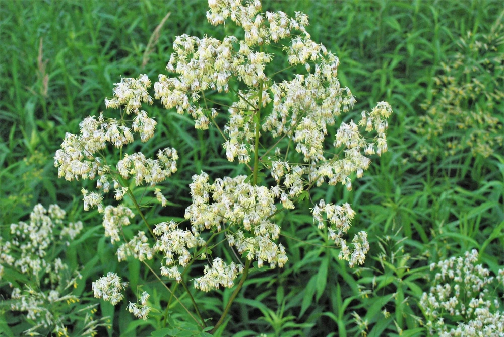 50 Purple Meadow Rue Thalictrum Dasycarpum Herb Flower Seeds - Image 3