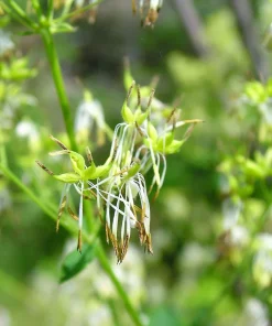 50 Purple Meadow Rue Thalictrum Dasycarpum Herb Flower Seeds - Image 4