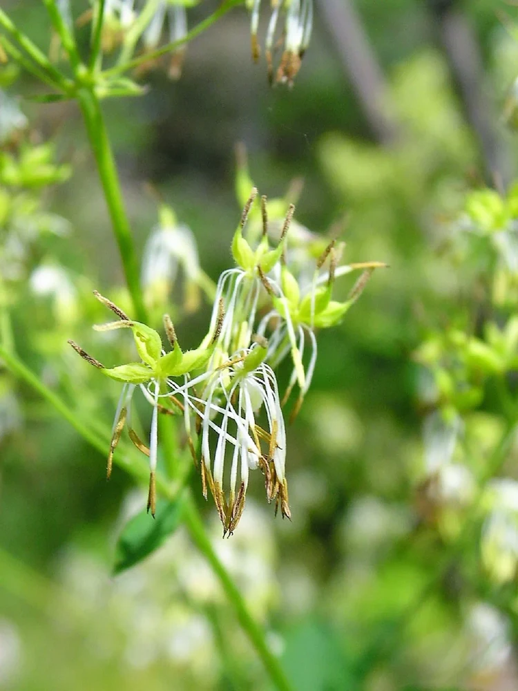 50 Purple Meadow Rue Thalictrum Dasycarpum Herb Flower Seeds - Image 4