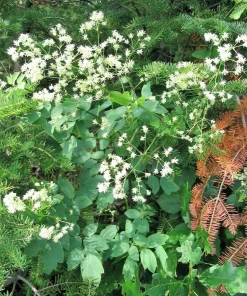 50 Purple Meadow Rue Thalictrum Dasycarpum Herb Flower Seeds - Image 5