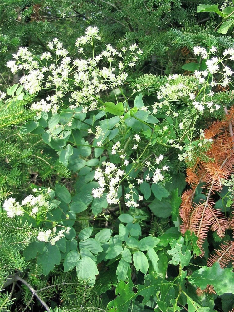 50 Purple Meadow Rue Thalictrum Dasycarpum Herb Flower Seeds - Image 5