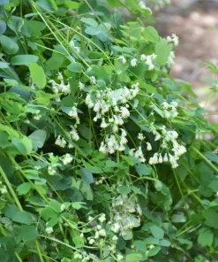 50 Purple Meadow Rue Thalictrum Dasycarpum Herb Flower Seeds - Image 7