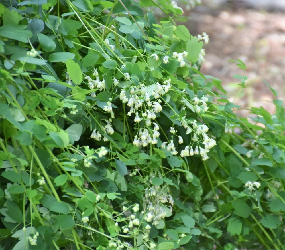 50 Purple Meadow Rue Thalictrum Dasycarpum Herb Flower Seeds - Image 7