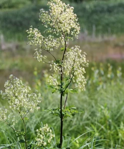 50 Purple Meadow Rue Thalictrum Dasycarpum Herb Flower Seeds - Image 8