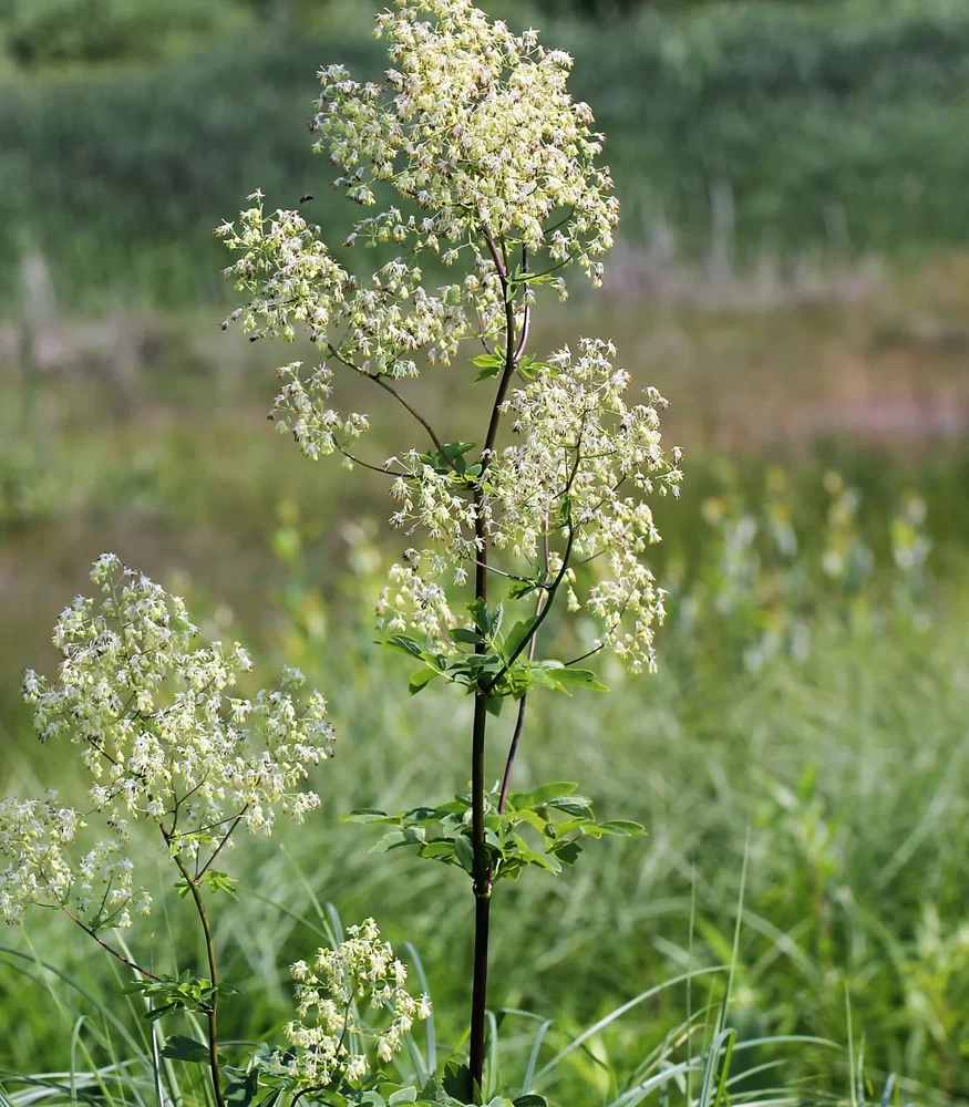 50 Purple Meadow Rue Thalictrum Dasycarpum Herb Flower Seeds - Image 8
