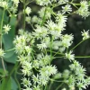 50 Purple Meadow Rue Thalictrum Dasycarpum Herb Flower Seeds - Image 1