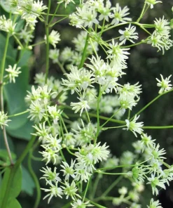 50 Purple Meadow Rue Thalictrum Dasycarpum Herb Flower Seeds - Image 1