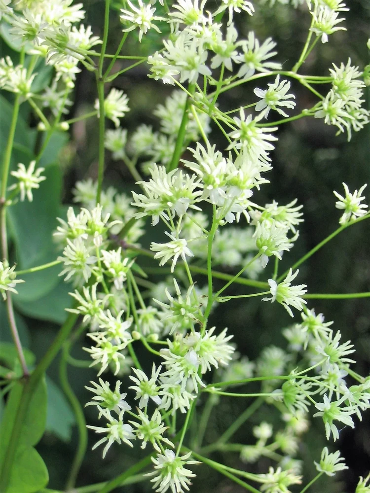 50 Purple Meadow Rue Thalictrum Dasycarpum Herb Flower Seeds - Image 1