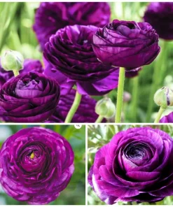 50 Purple Ranunculus Seeds – Double Bloom Buttercups, Vibrant Spring Flowers, Indoor/Outdoor - Image 2