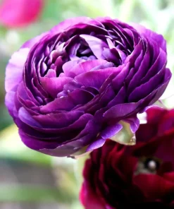50 Purple Ranunculus Seeds – Double Bloom Buttercups, Vibrant Spring Flowers, Indoor/Outdoor - Image 3
