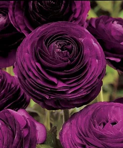 50 Purple Ranunculus Seeds – Double Bloom Buttercups, Vibrant Spring Flowers, Indoor/Outdoor - Image 4