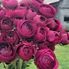 50 Purple Ranunculus Seeds – Double Bloom Buttercups, Vibrant Spring Flowers, Indoor/Outdoor - Image 1