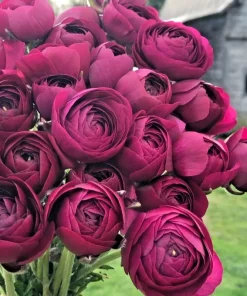 50 Purple Ranunculus Seeds – Double Bloom Buttercups, Vibrant Spring Flowers, Indoor/Outdoor - Image 1
