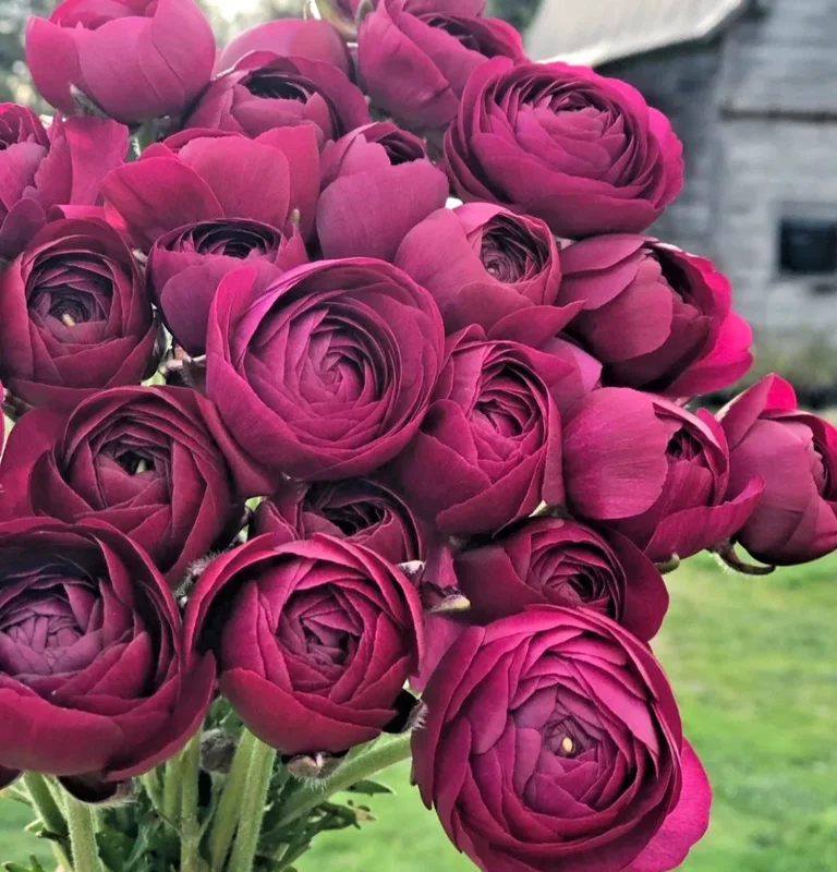 50 Purple Ranunculus Seeds – Double Bloom Buttercups, Vibrant Spring Flowers, Indoor/Outdoor - Image 1