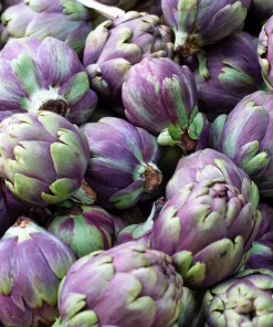 50 Purple Romagna Artichoke Seeds - Italian Cynara Scolymus Vegetable Seeds - Image 10