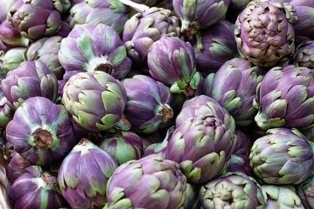 50 Purple Romagna Artichoke Seeds - Italian Cynara Scolymus Vegetable Seeds - Image 10
