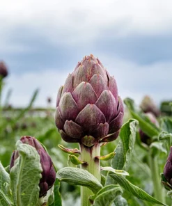 50 Purple Romagna Artichoke Seeds - Italian Cynara Scolymus Vegetable Seeds - Image 11